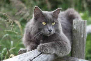 Top 10 Nuevas razas de gatos en desarrollo